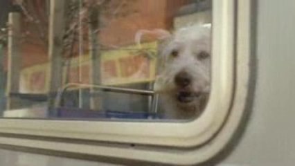 Travelers Insurance - Prized Possession (Dog)