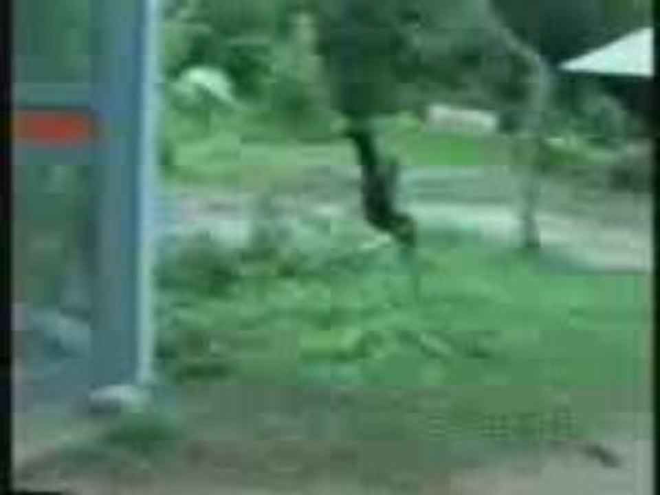 monkey vs dog
