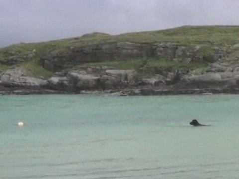 Flat Coated Retriever : notre clown aux Lofoten
