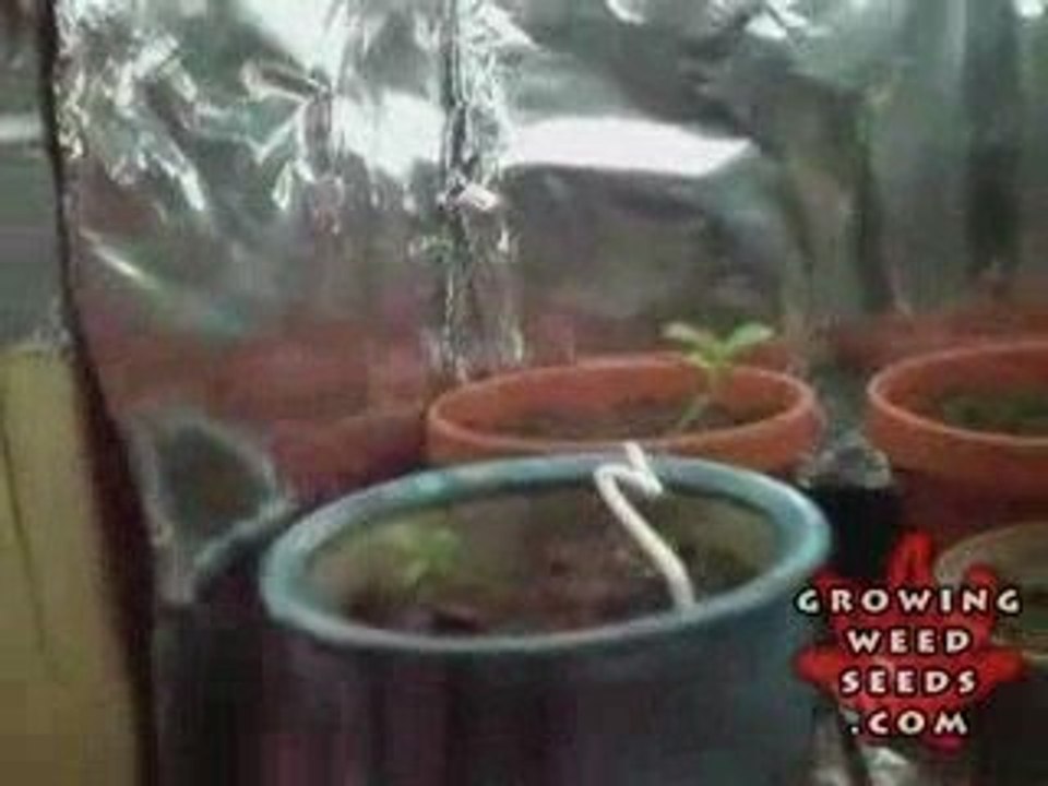 My First Marijuana Grow Box W/ CFL Lights - Do it Yourself