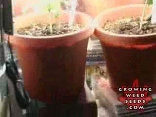 My First Marijuana Grow Box W/ CFL Lights - Part 3