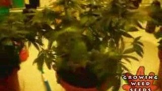 My First Marijuana Grow Box W/ CFL Lights - Part 5