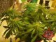 My First Marijuana Grow Box W/ CFL Lights - Part 6