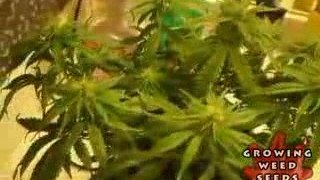 My First Marijuana Grow Box W/ CFL Lights - Part 6