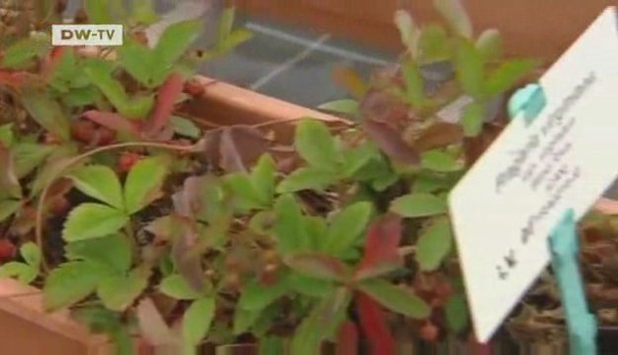 Video of the day | Strawberry fields forever