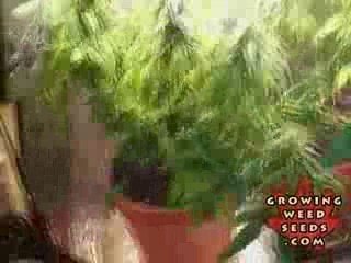 My First Marijuana Grow Box W/ CFL Lights - HARVEST TIME!