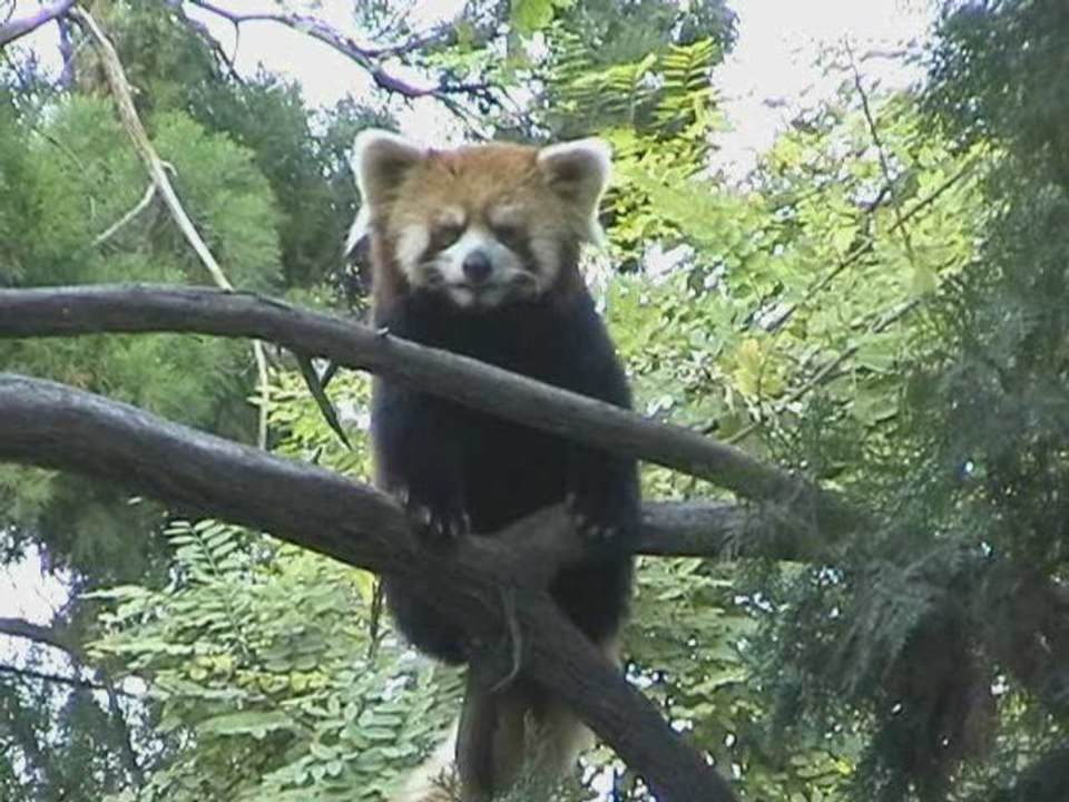Luoyang. kleiner panda.