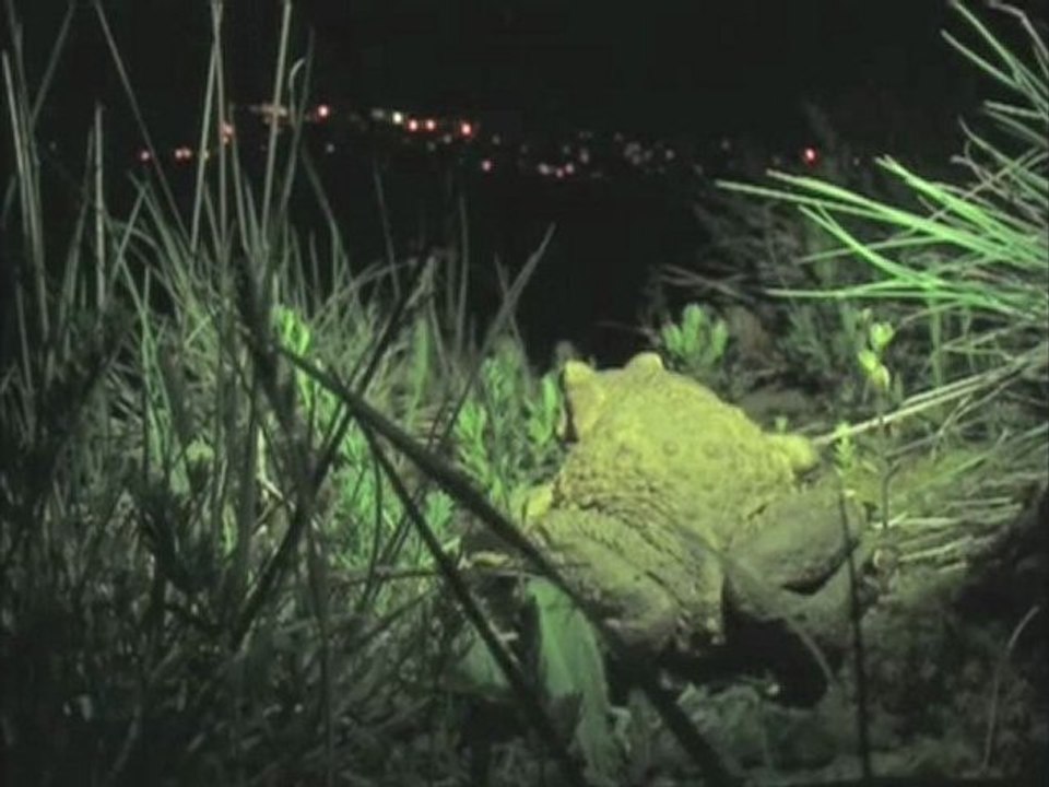 Le chaos du crapaud (Les Aventures de Bufo 0)