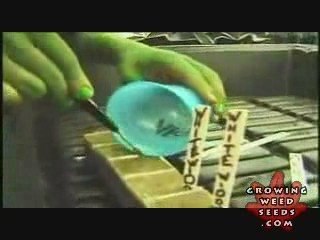 Step By Step Hydroponic Marijuana Grow Room Set Up Part 5