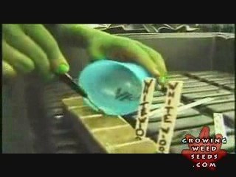 Step By Step Hydroponic Marijuana Grow Room Set Up Part 5