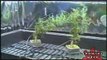 Step By Step Hydroponic Marijuana Grow Room Set Up Part 9