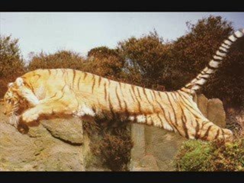tigre