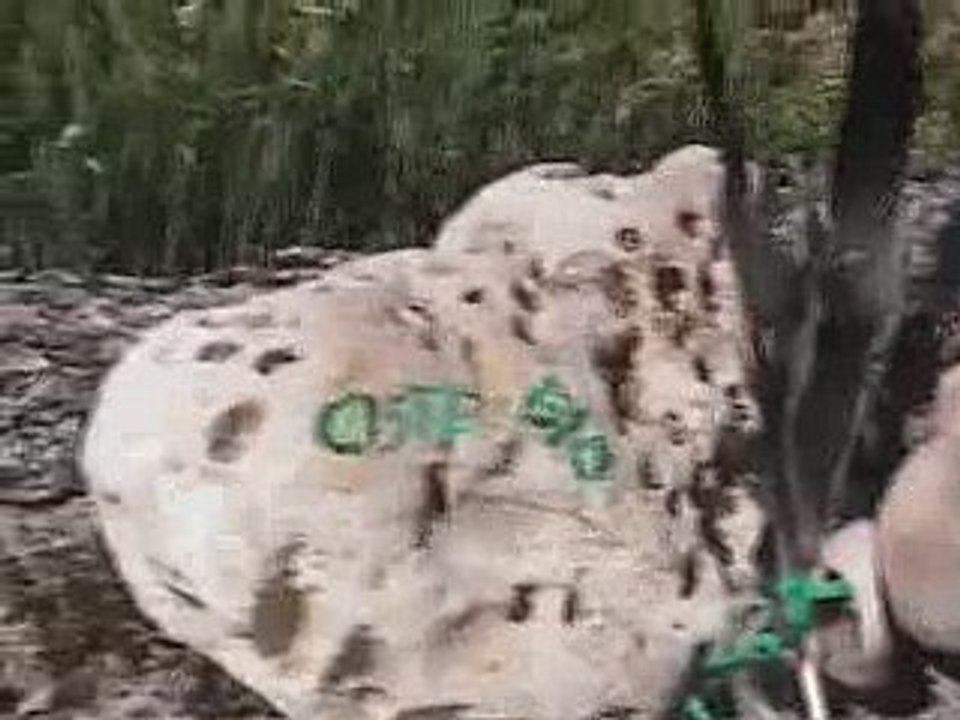 Ciste Bio