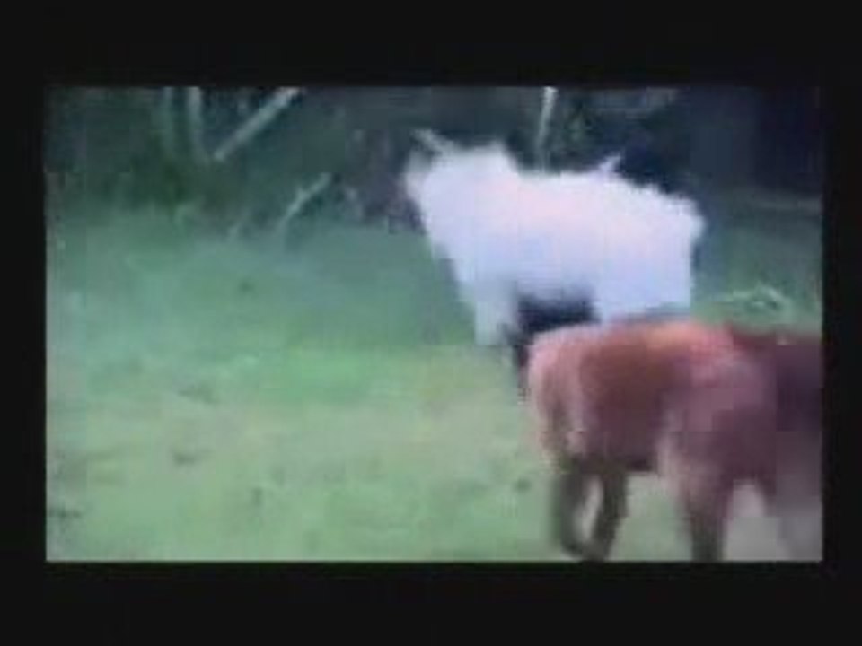 funny cat 2