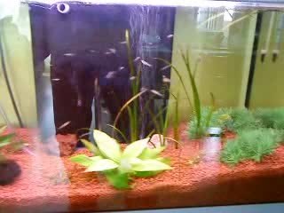 alvins  guppy et endler