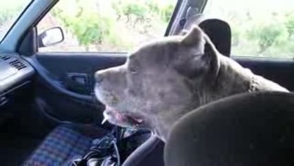 Gordon mon cane corso