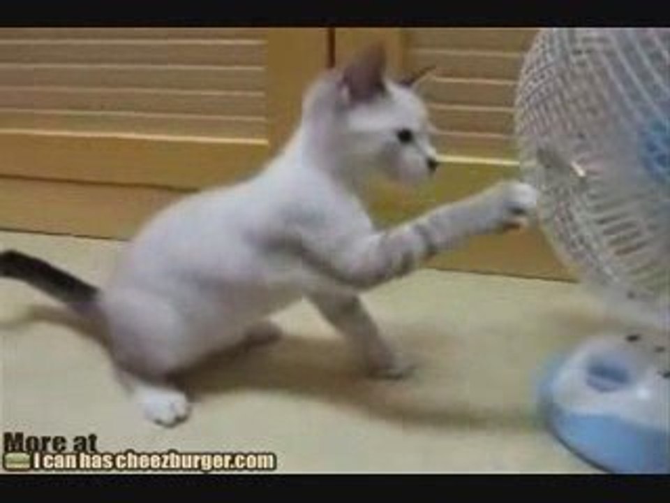 Chat vs ventilateur