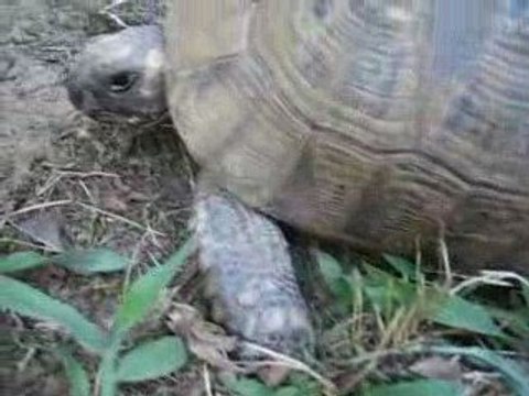 ponte d'oeufs de tortues