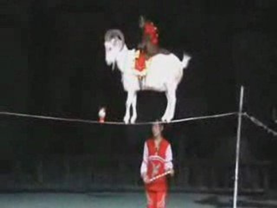 Animaux de cirque