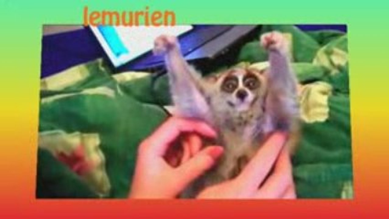 lémurien calin tendresse heureux