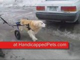 Dog walks again in Walkin Wheels Dog Wheelchair