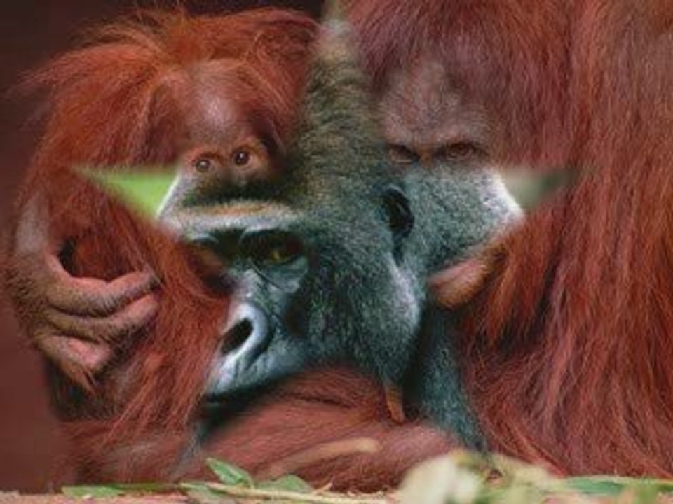 MONKEYS