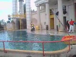 spectacle d'otarie 2 walibi