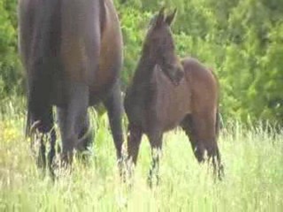 pouliche 1 mois par lucky boy