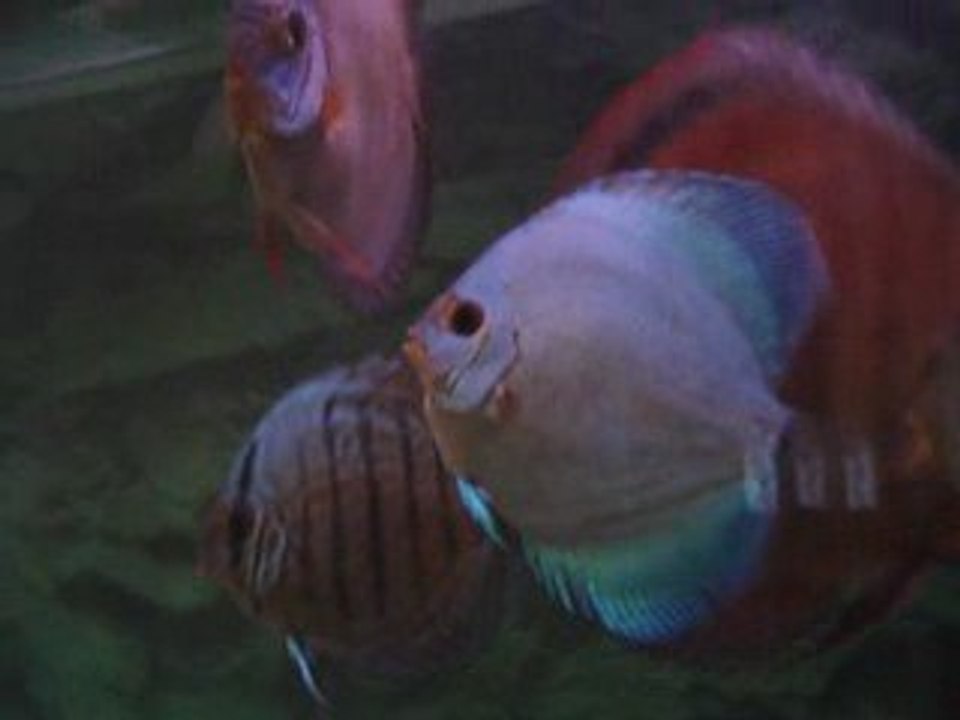 solid yavrular 5 aylık