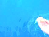 Lampedusa tartaruga marina