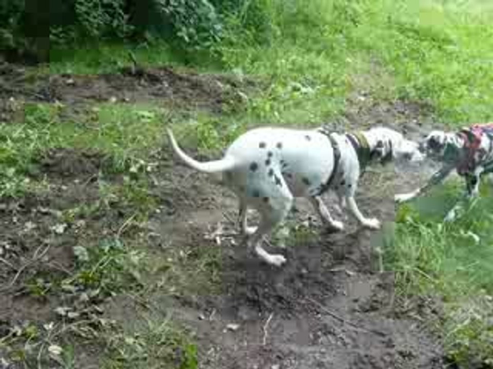cracotte et corso ce battent pour un bouteille