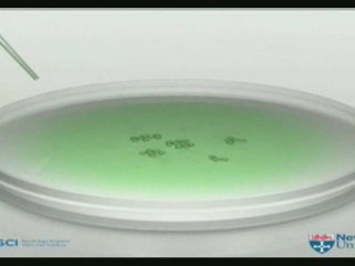 Crean esperma humano desde células madre