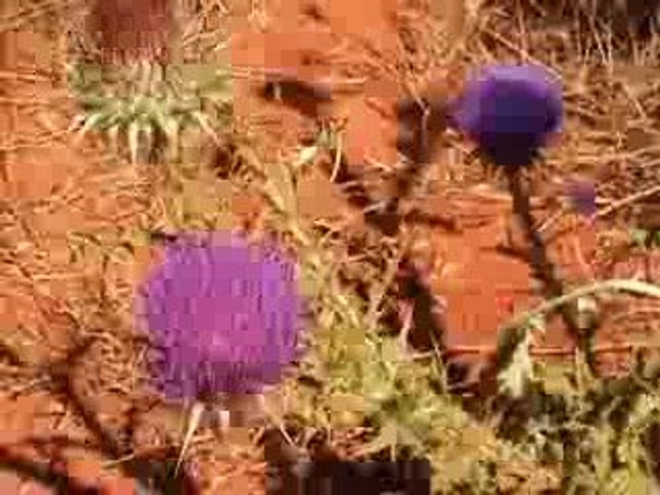 Salento: mare e spiagge del Salento