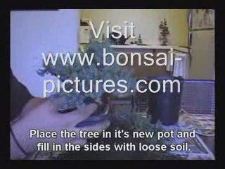 How to make a bonsai tree