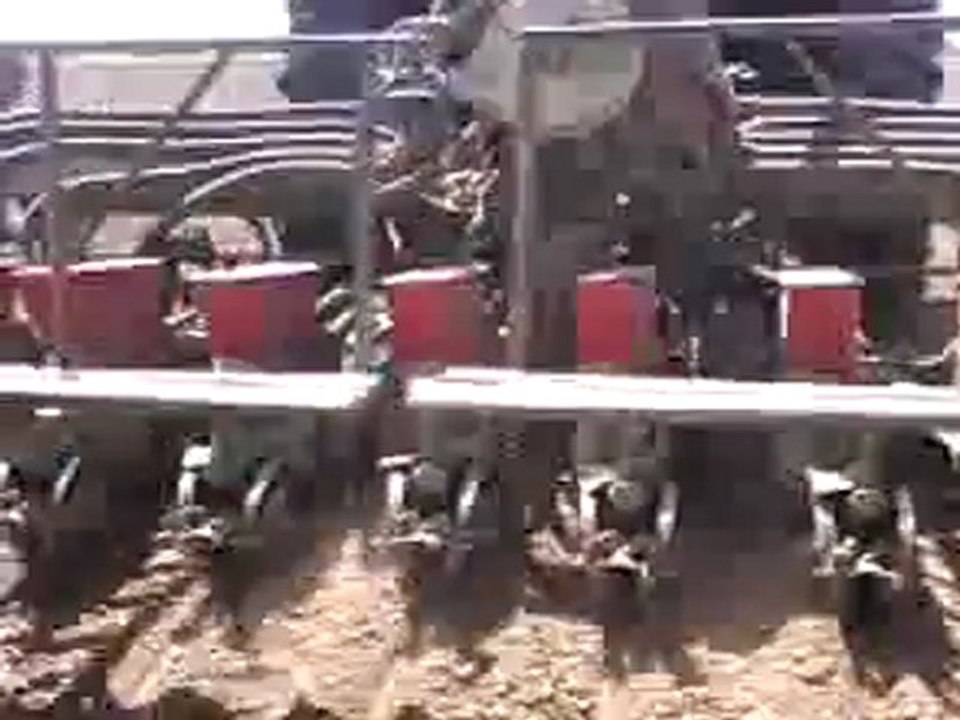 Semi d'haricots