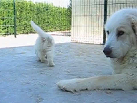 8 CHIOTS MONTAGNE DES PYRENEES A RESERVER DE CH.CS. URA-BELLE x CH. EDWIN