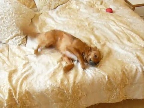 Training a dog to bark - smart puppy barking