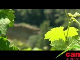 Les vins et vignobles sur terroir d'Entraygues et du Fel