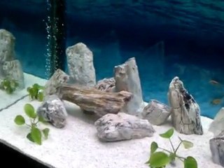 TROPHEUS İLANGİ TANKIM