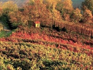 The Langhe - wine region  -  Italy