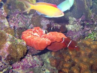 10 Luoghi Spettacolari -  Grande Barriera Corallina - Australia