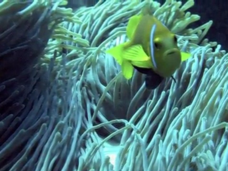 Maldivas Diving