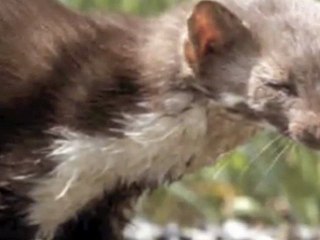 Adamello and Brenta Naturla Park  -  Italy