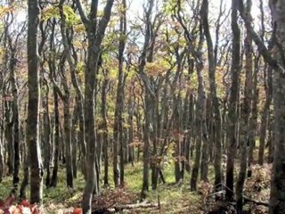 Risniak National  Park  -  Croatia