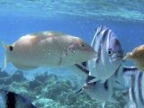 Gambier Islands - French Polynesia