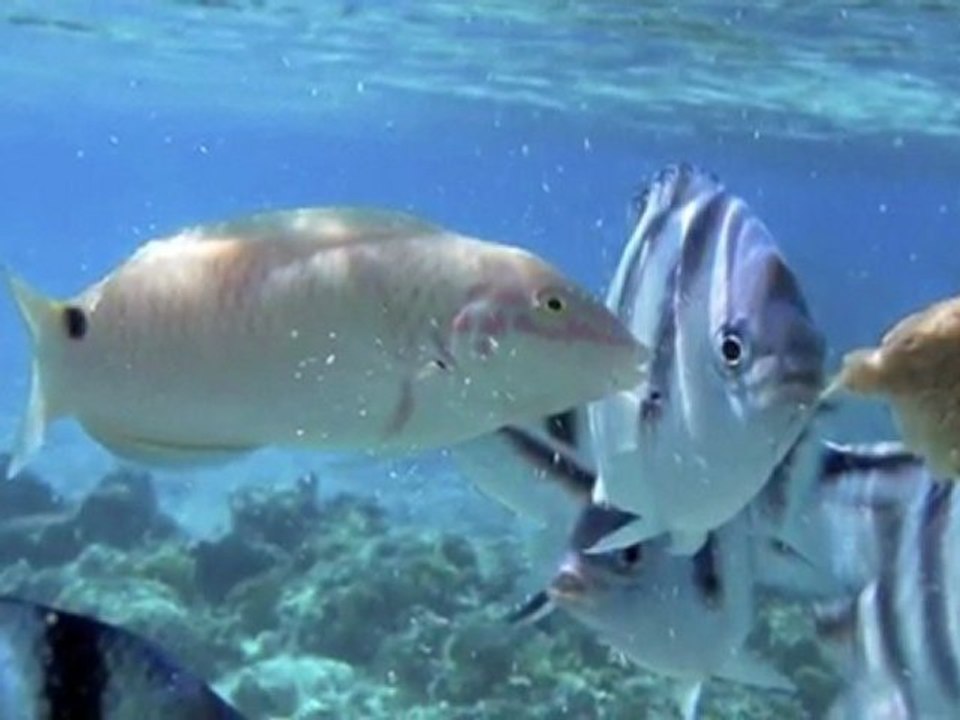 Gambier Islands - French Polynesia