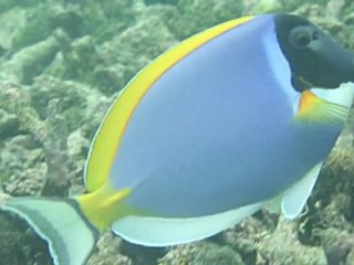 Kaafu - Isole Maldive