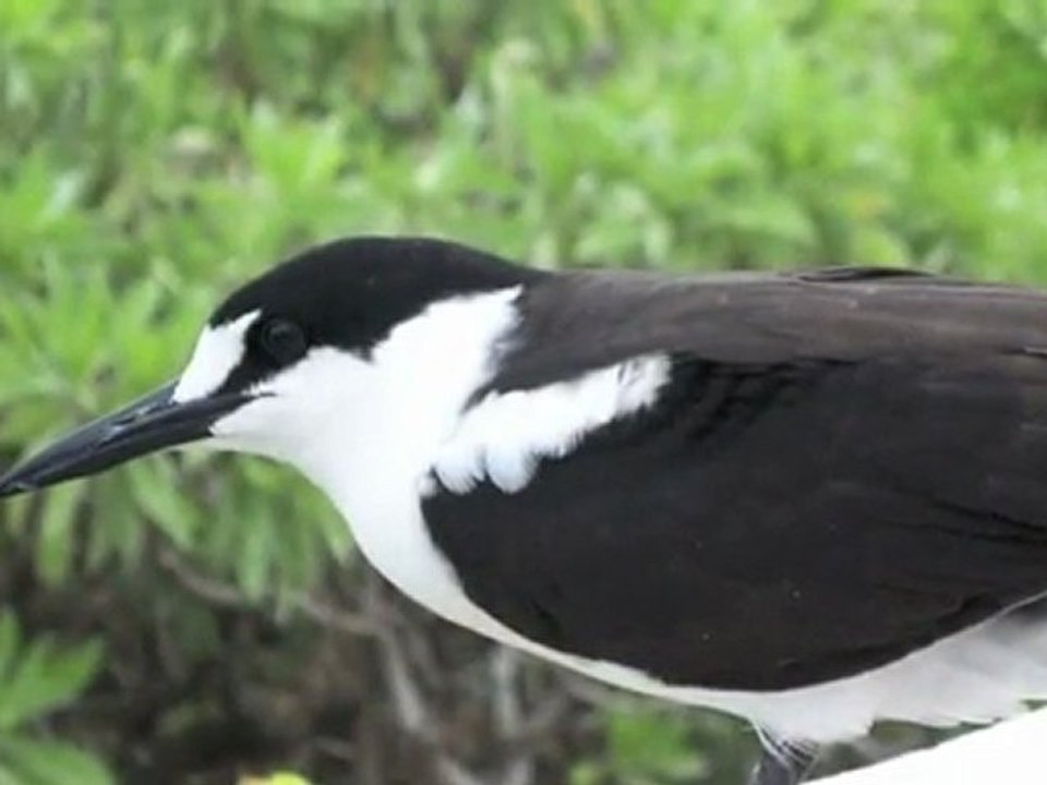 EcoTourismo alle  Seychelles