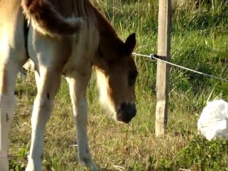 Baïa découvre un drole de truc