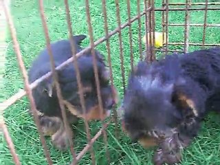 G'WENDY, GALIANO et leur maman